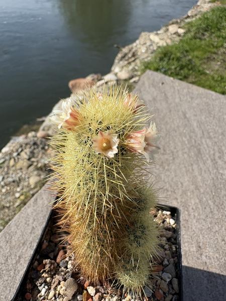 Mammillaria elongata
